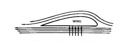 wing