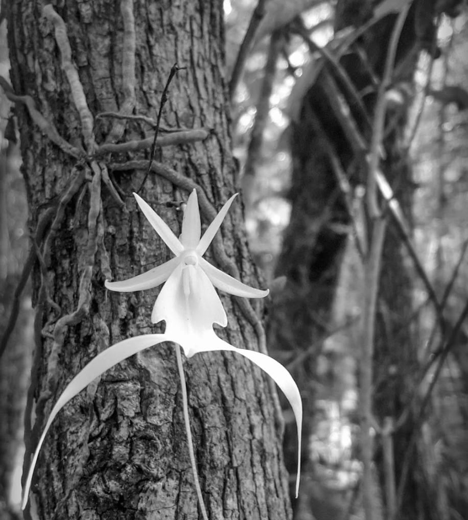 Your Ghost Orchid